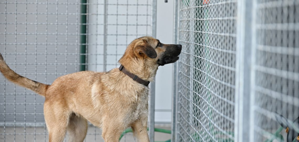 Dogs pets adaption