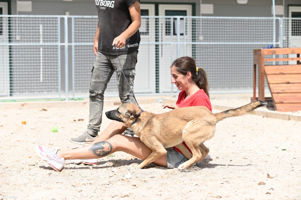 Dogs pets adaption