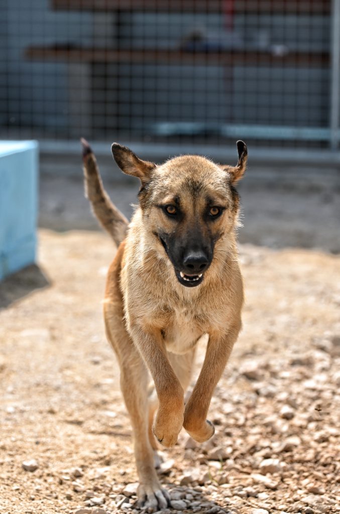Dogs pets adaption