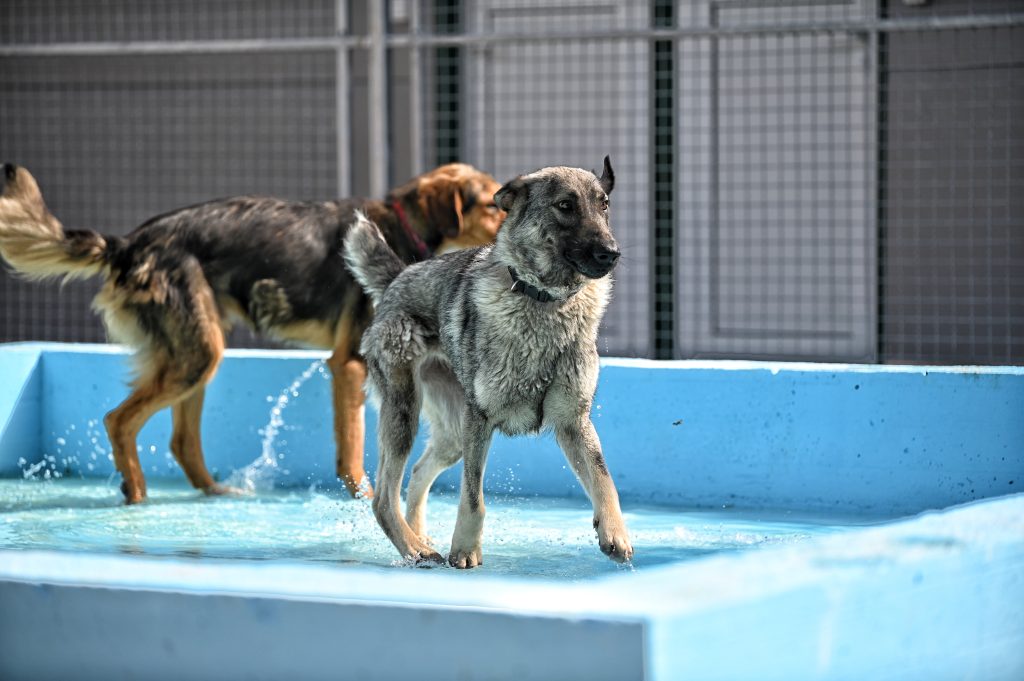 Pegy volunteer dog shelter