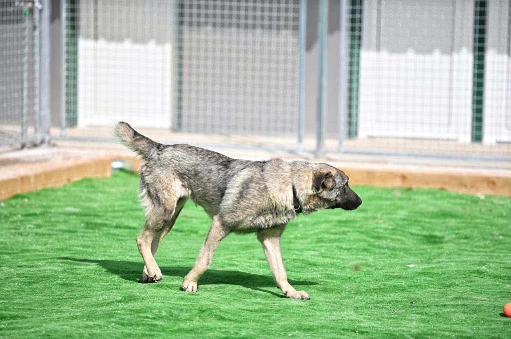 Pegy volunteer dog shelter