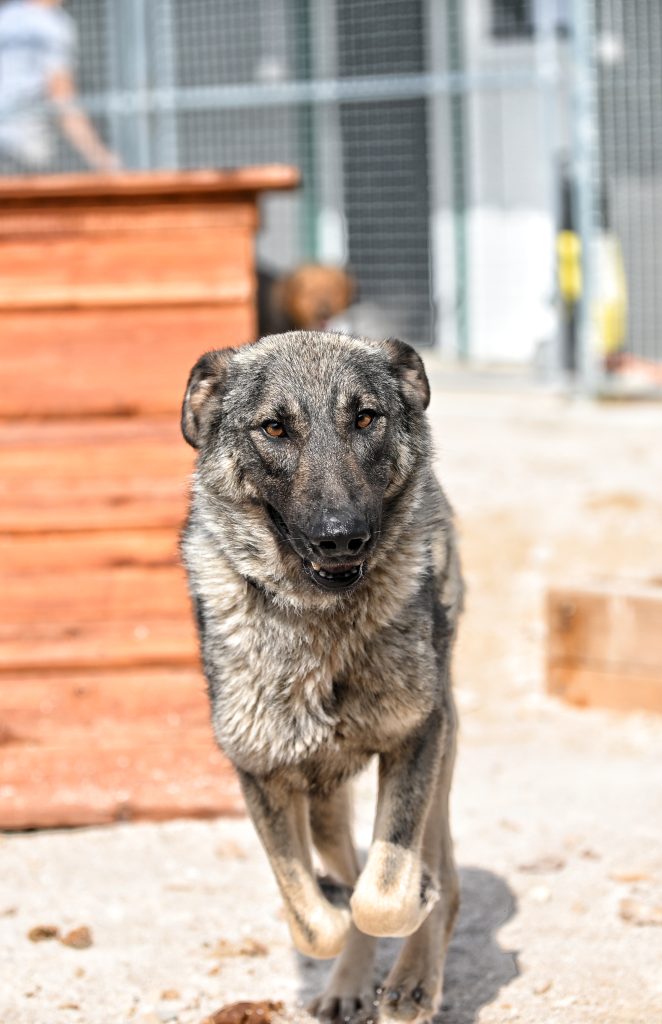 Pegy volunteer dog shelter
