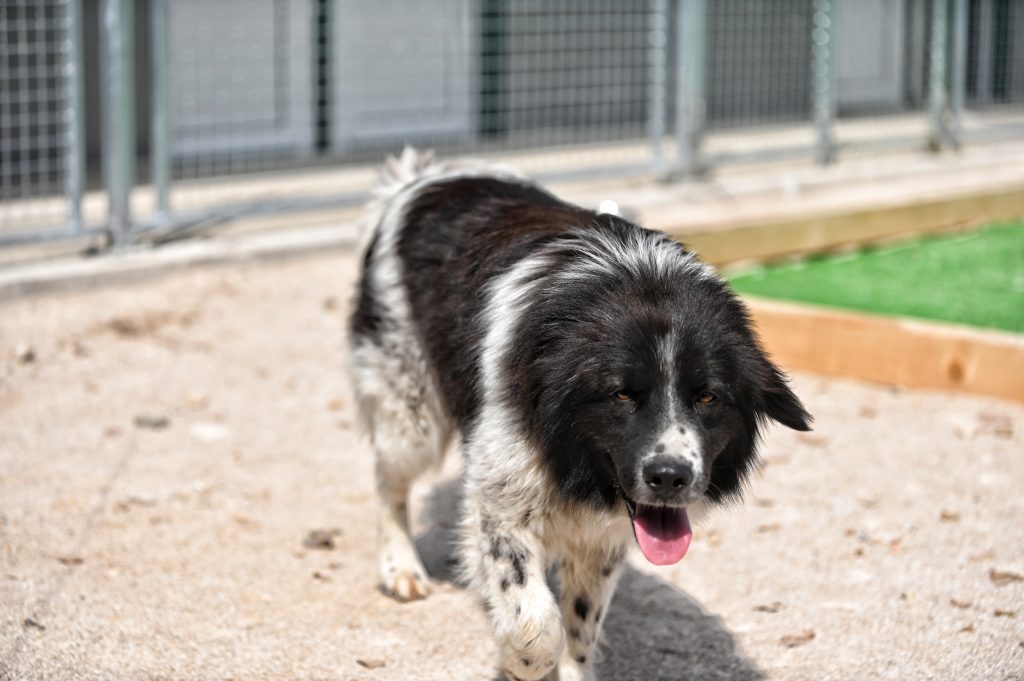Remzi rescue dog rescue
