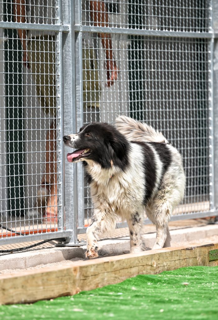 Remzi rescue dog rescue
