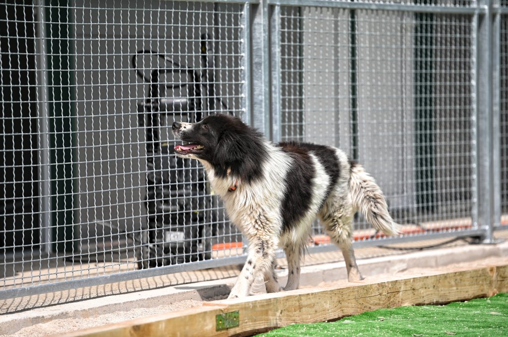 Remzi rescue dog rescue