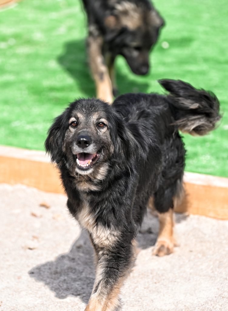 Rina  dog rescue centres