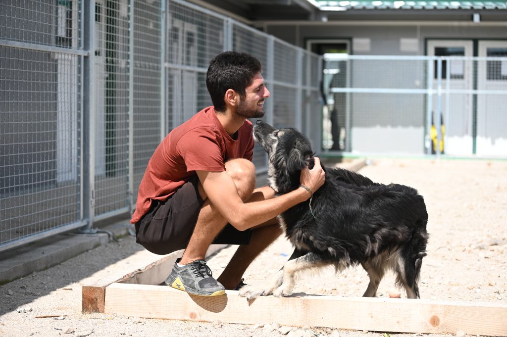 Rina  dog rescue centres