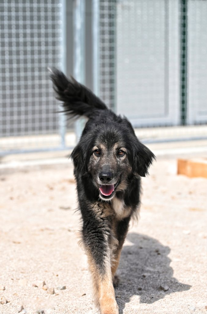 Rina  dog rescue centres