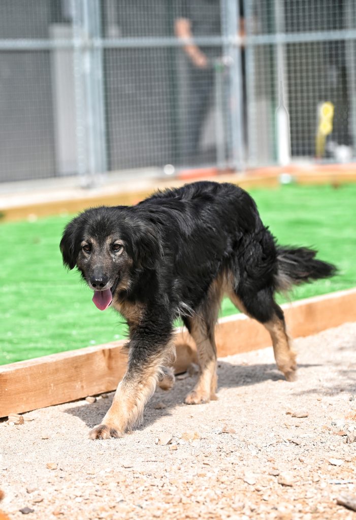 Rina  dog rescue centres