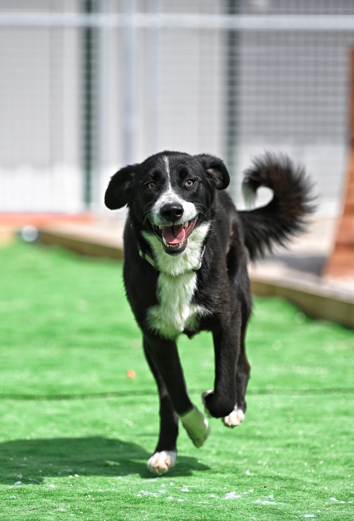 Dogs looking for a rescue dog