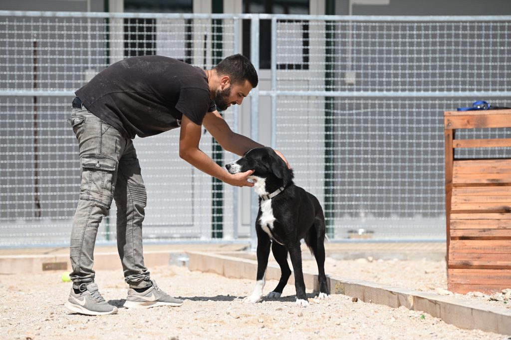 Dogs looking for a rescue dog