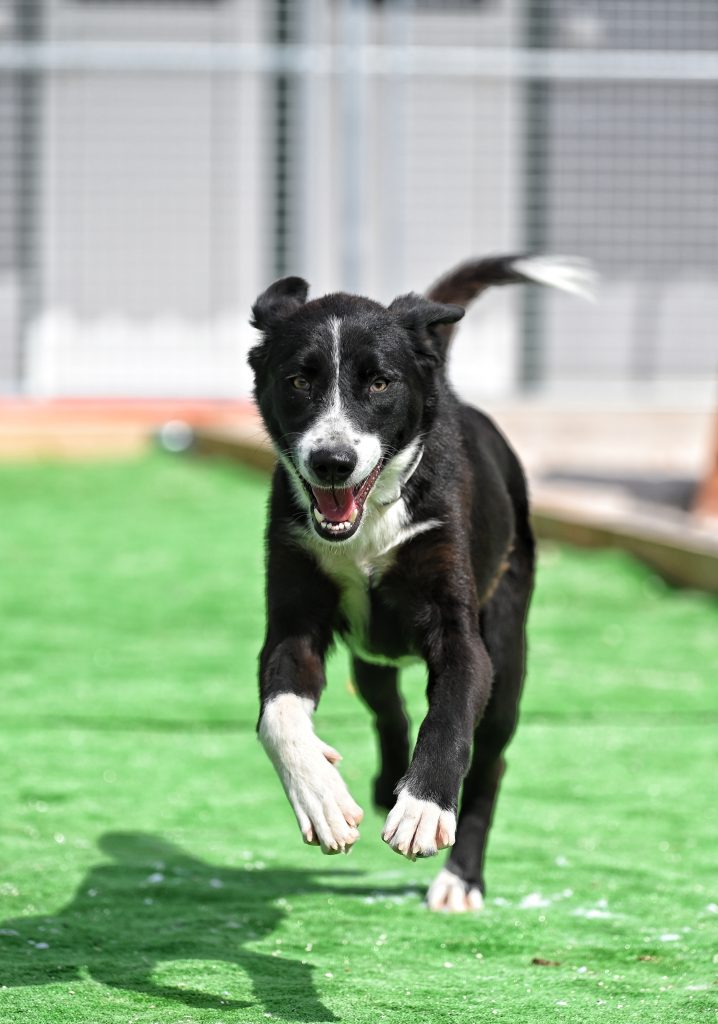 Dogs looking for a rescue dog