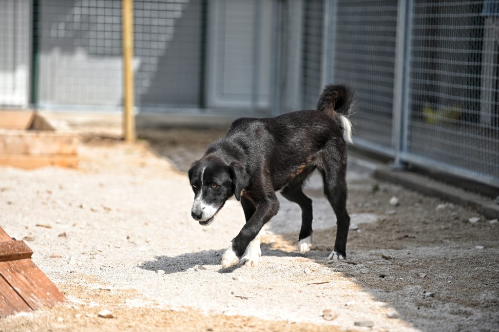 Dogs looking for a rescue dog
