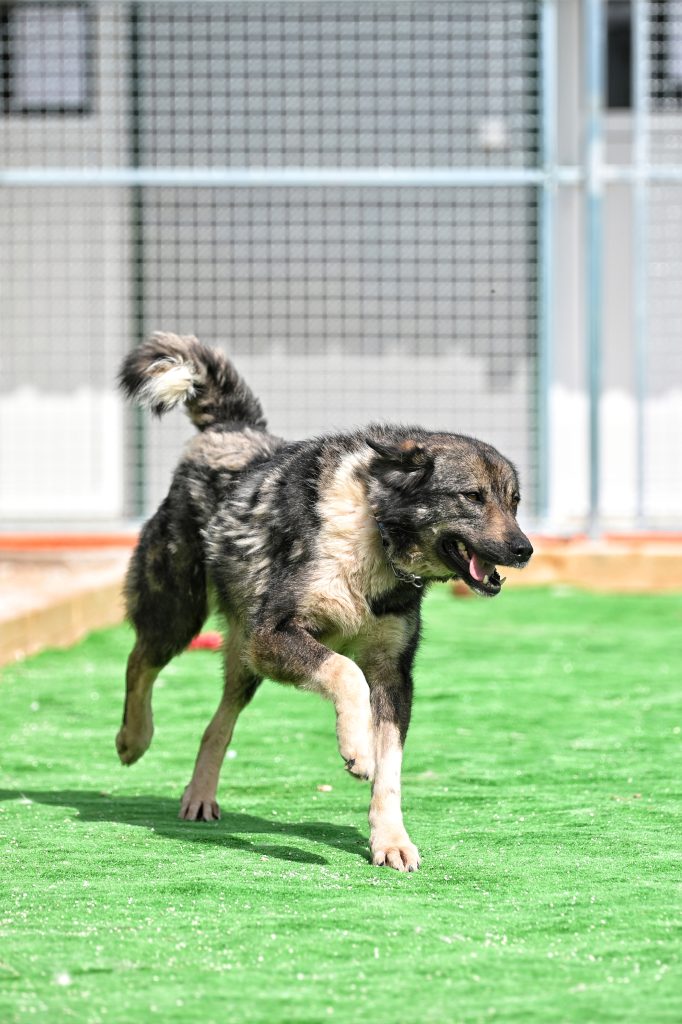 Šapa dog rescue centres