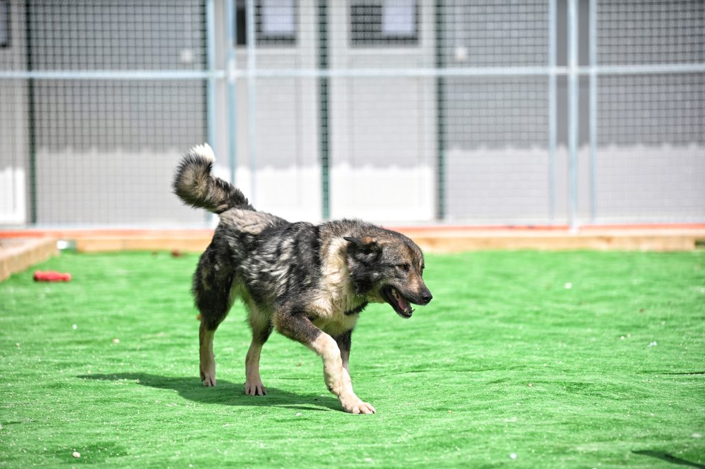 Šapa dog rescue centres