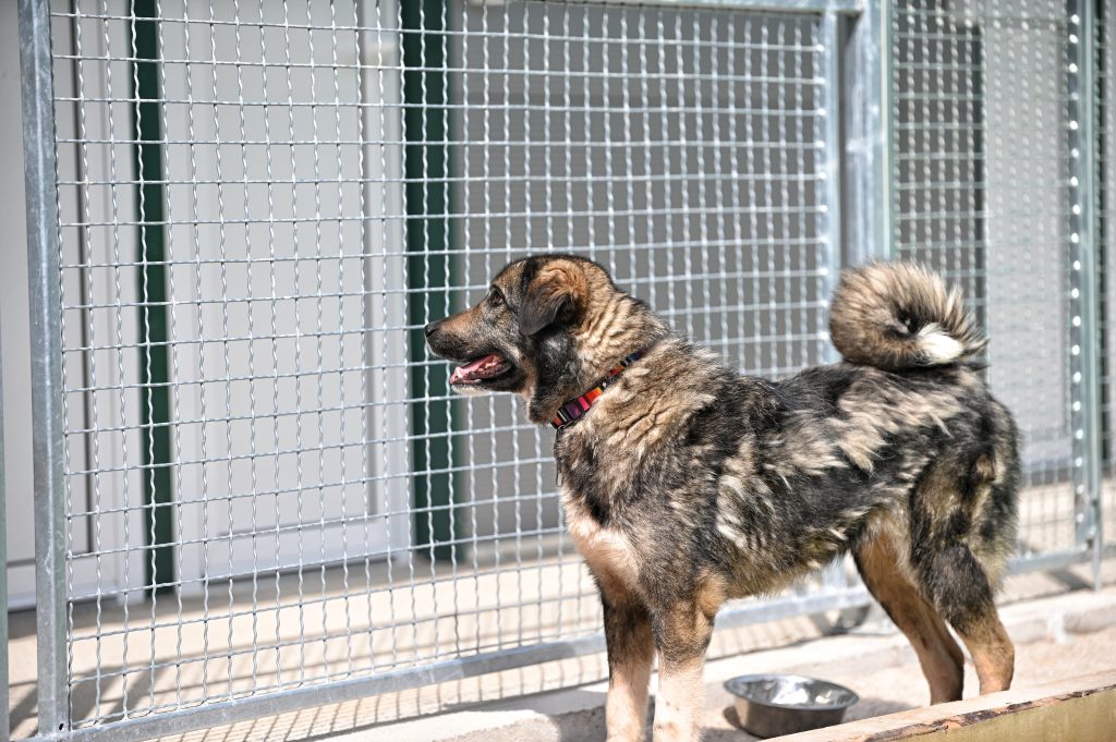 Šapa dog rescue centres