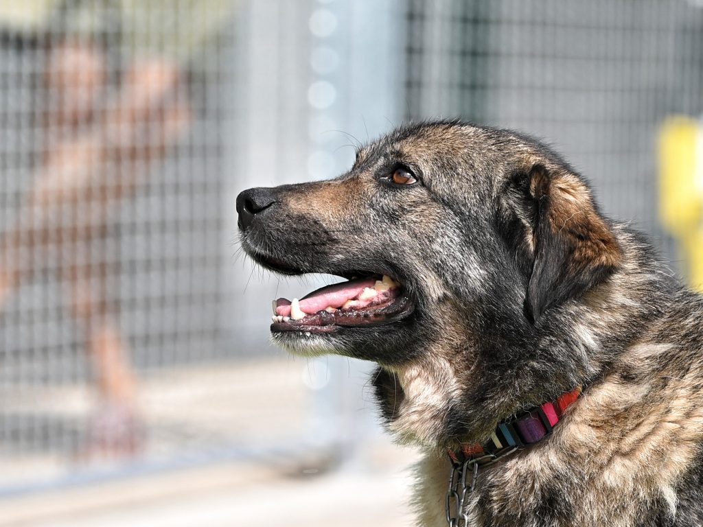 Šapa dog rescue centres