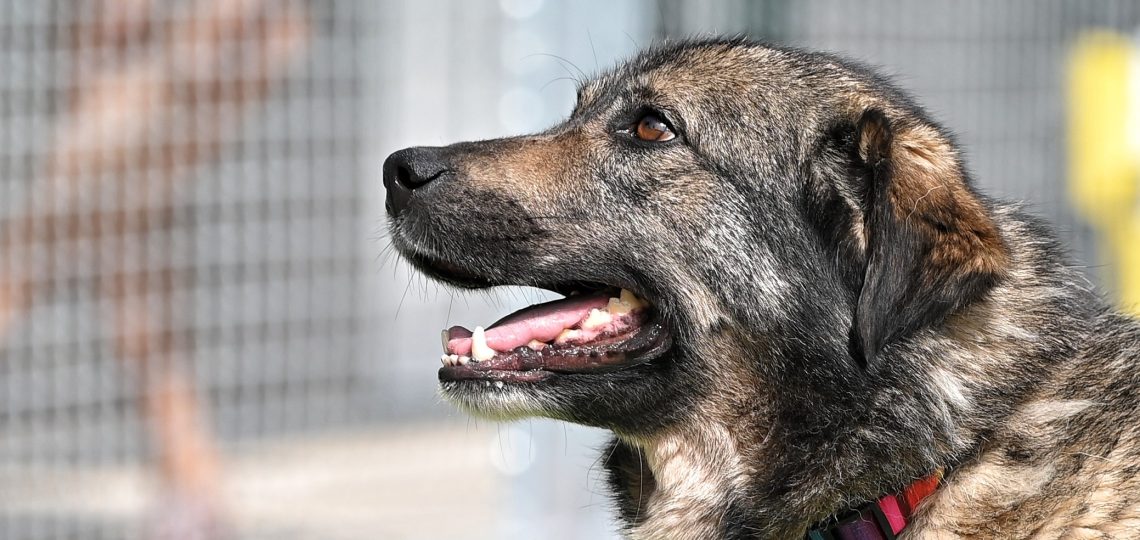 Šapa dog rescue centres