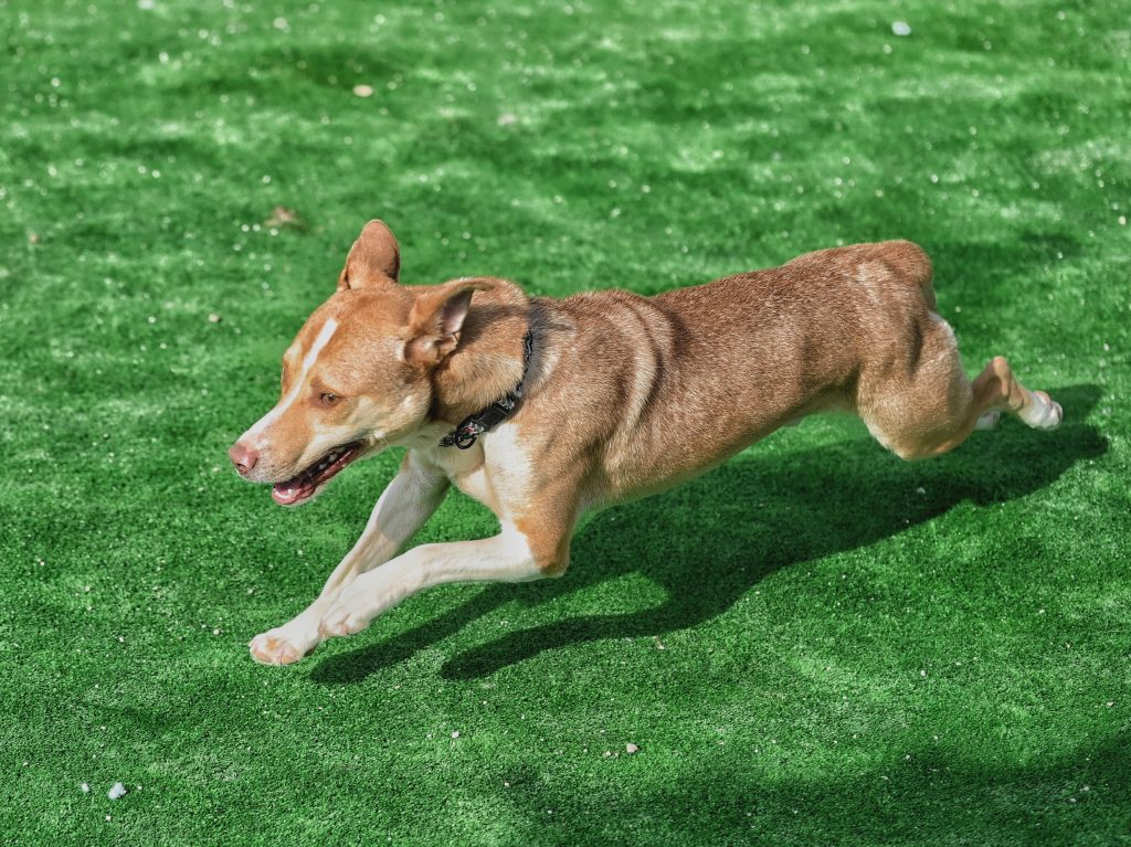 Smiley volunteer dog shelter