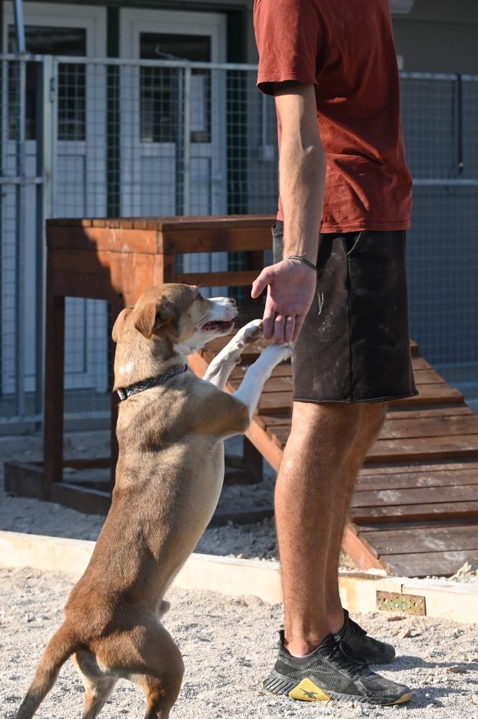Smiley volunteer dog shelter