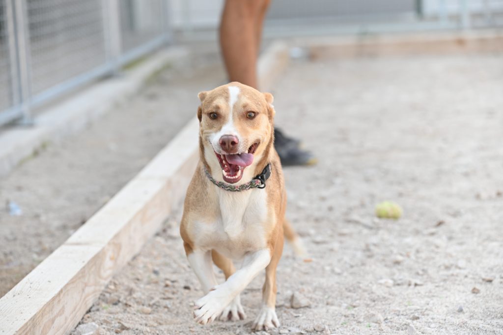 Smiley volunteer dog shelter