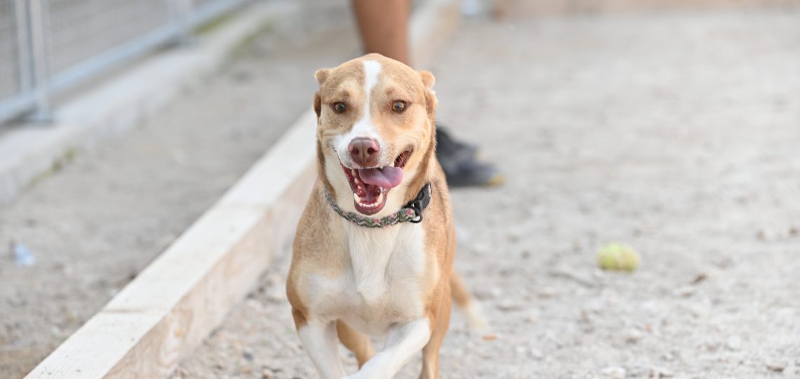 Smiley volunteer dog shelter