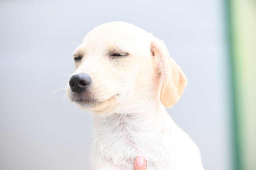 Sunčica adaption dogs