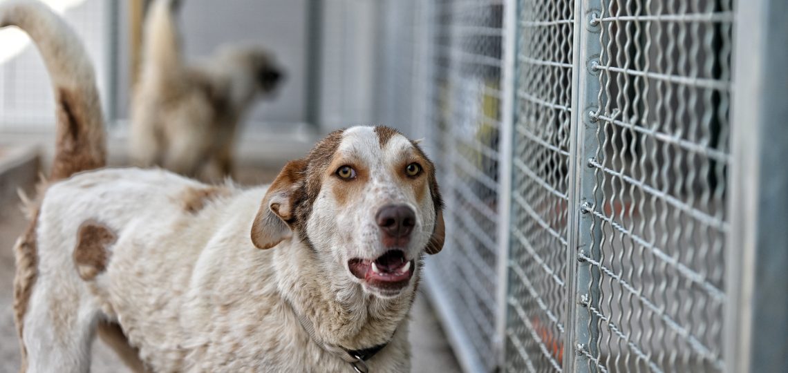 tara dog rescues
