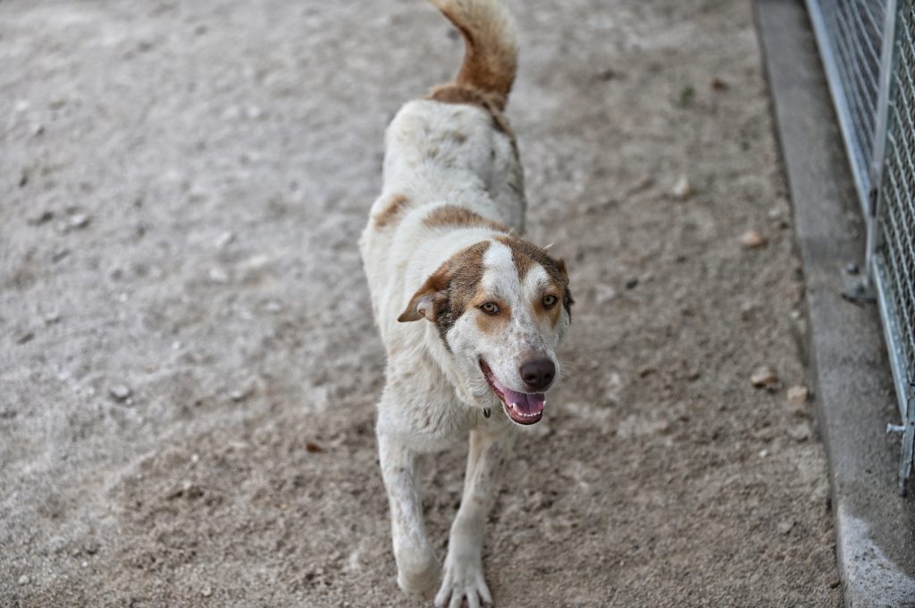 tara dog rescues