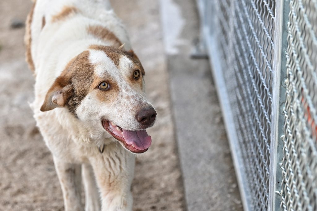 tara dog rescues