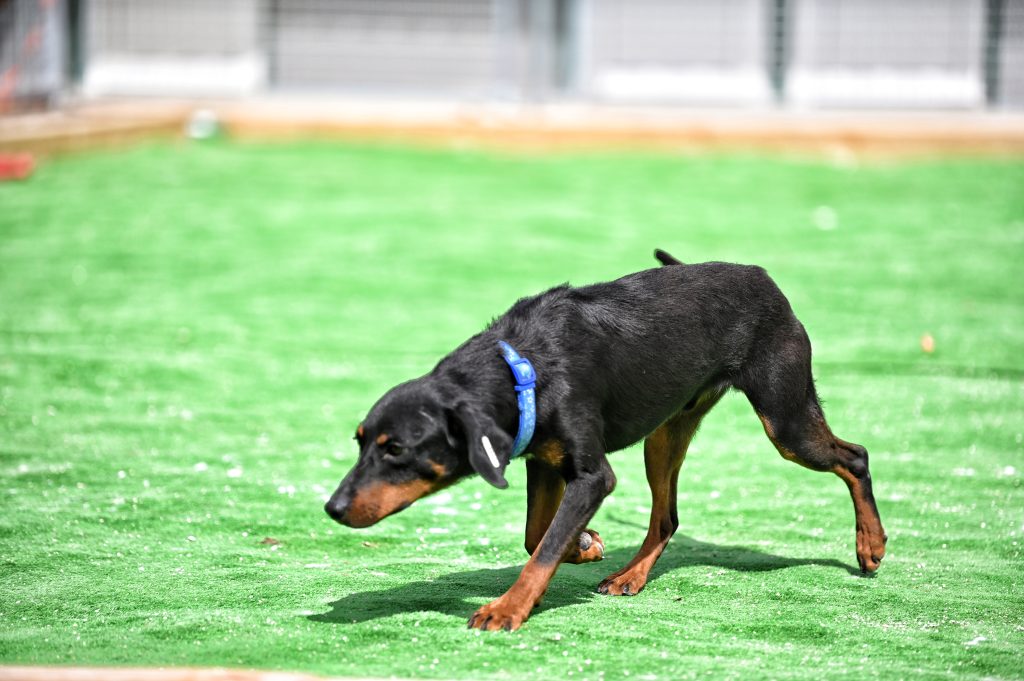 Tores adopt a dog uk