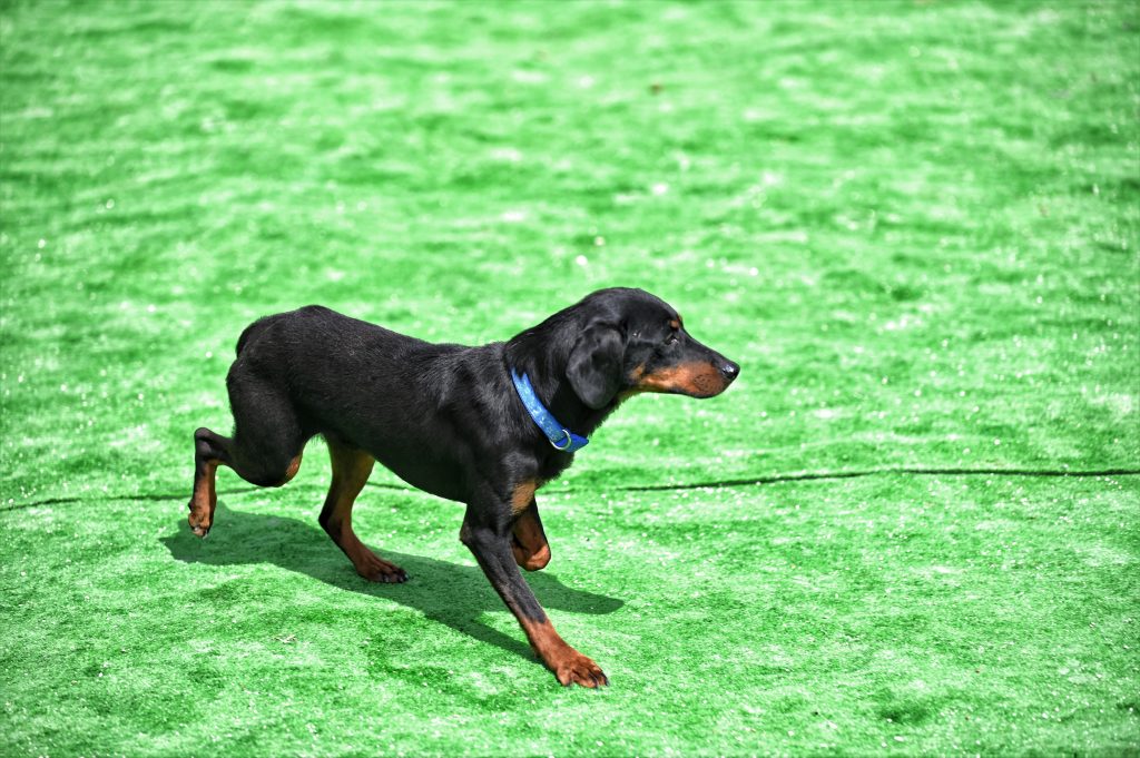Tores adopt a dog uk