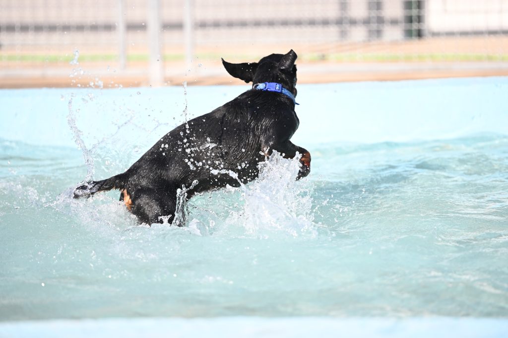 Tores adopt a dog uk