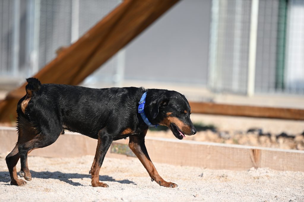 Tores adopt a dog uk