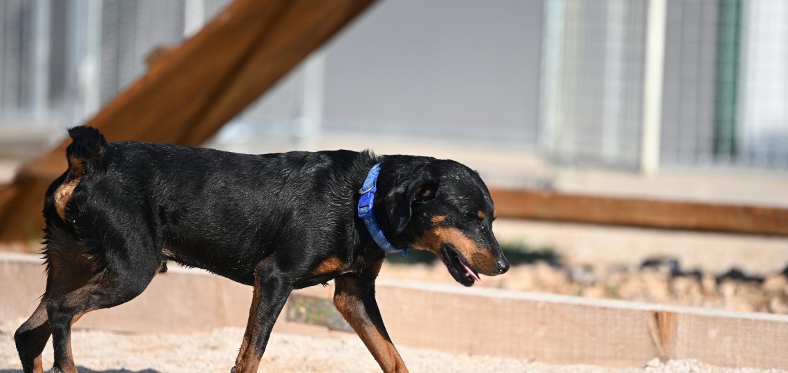 Tores adopt a dog uk