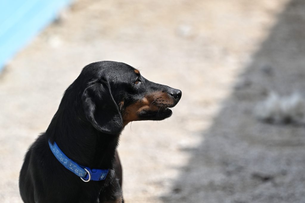Tores adopt a dog uk