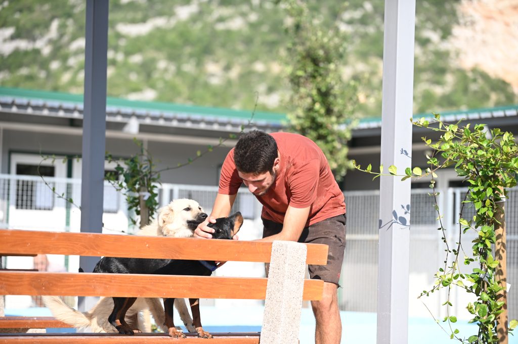 Tores adopt a dog uk