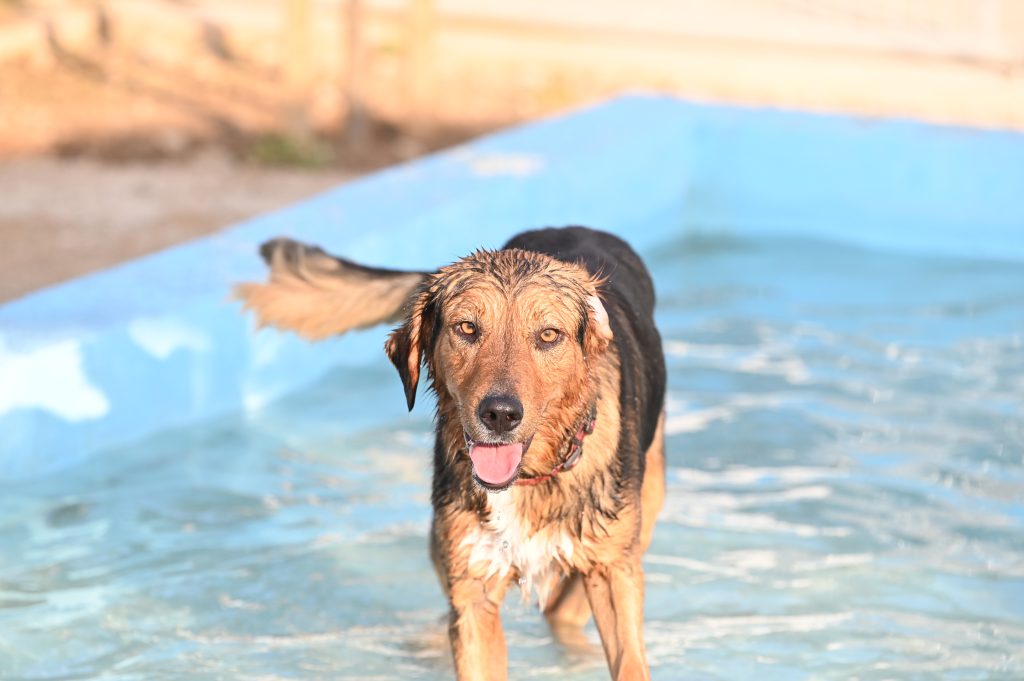 Tosho rehome a dog