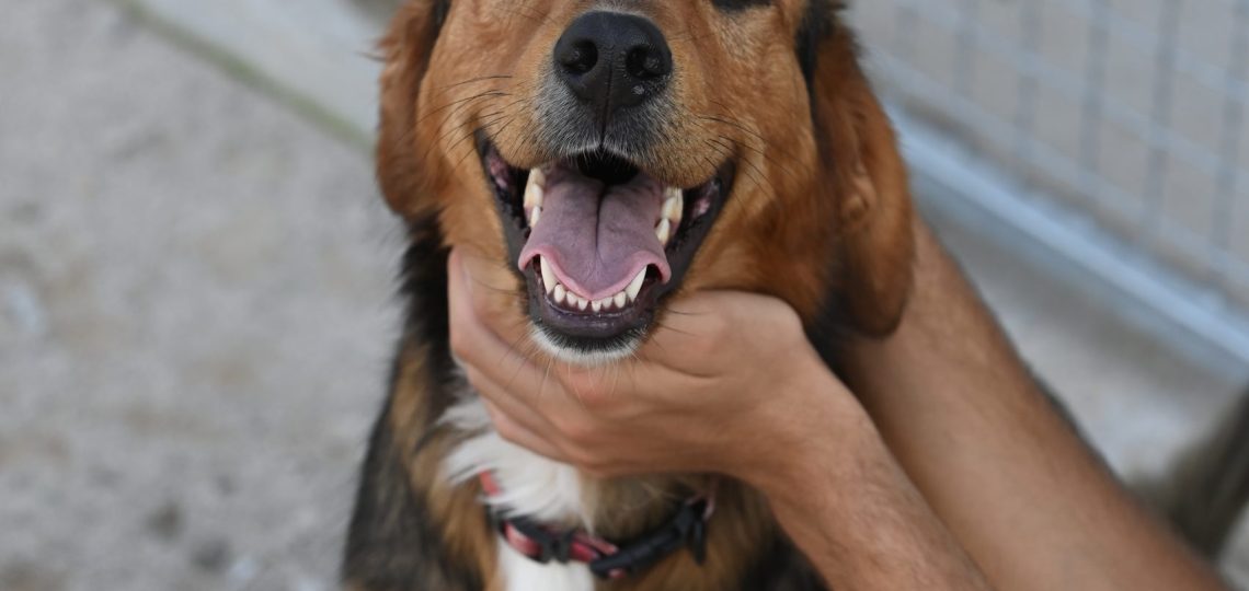 Tosho rehome a dog