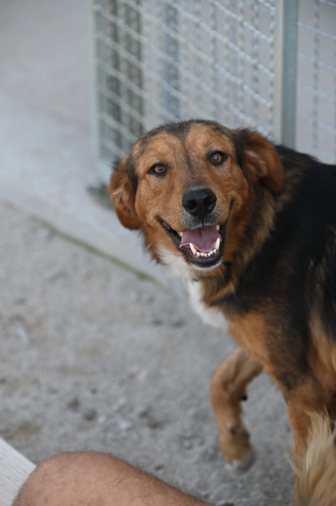 Tosho rehome a dog
