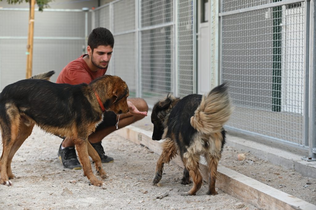 Flafy dogs shelters