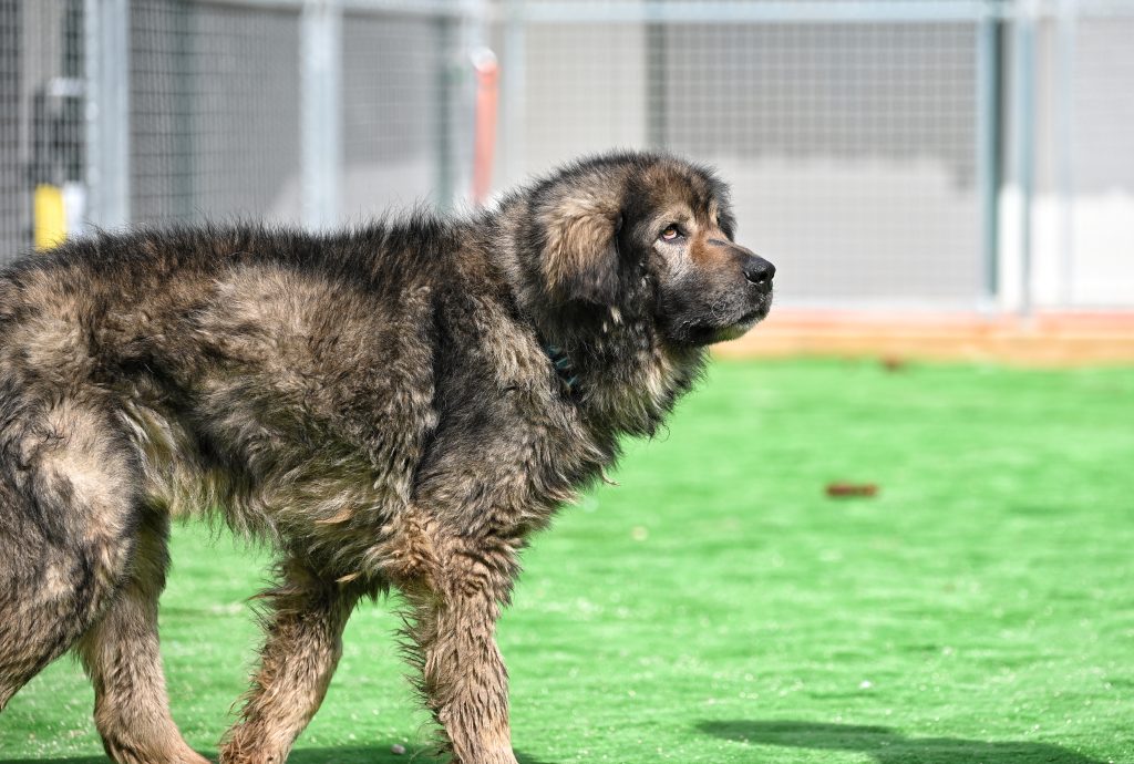 Toto rescue dog rescue