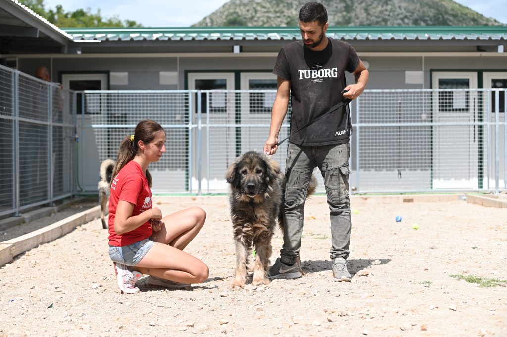 Toto rescue dog rescue