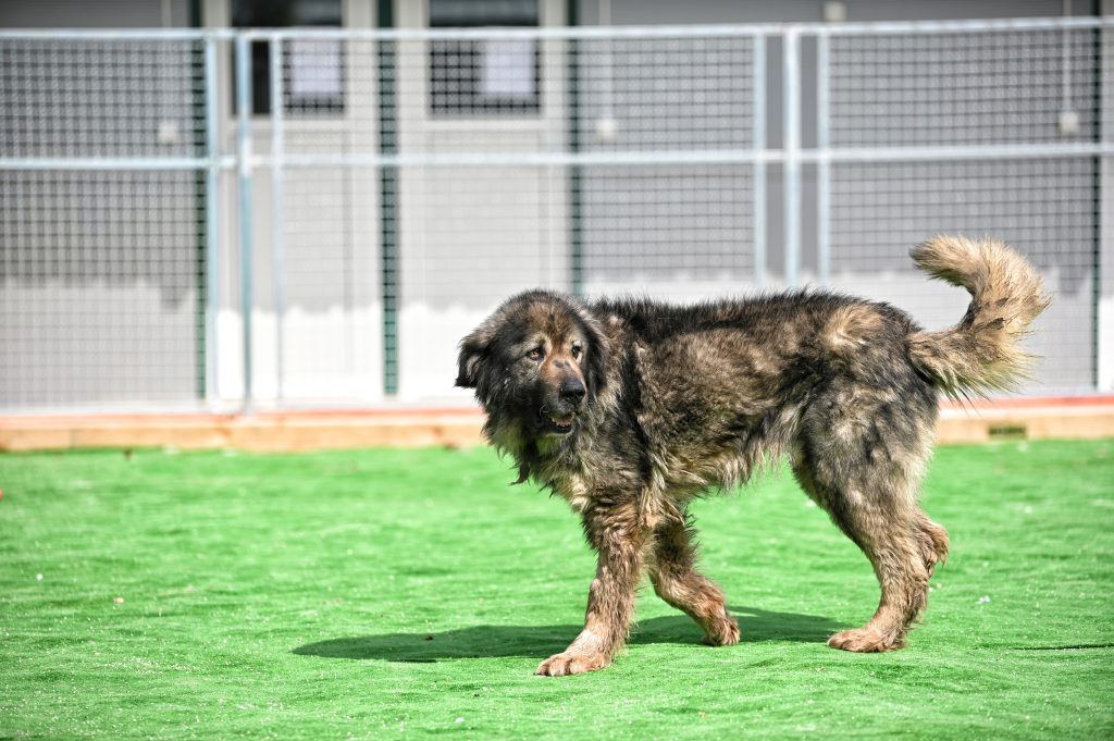 Toto rescue dog rescue