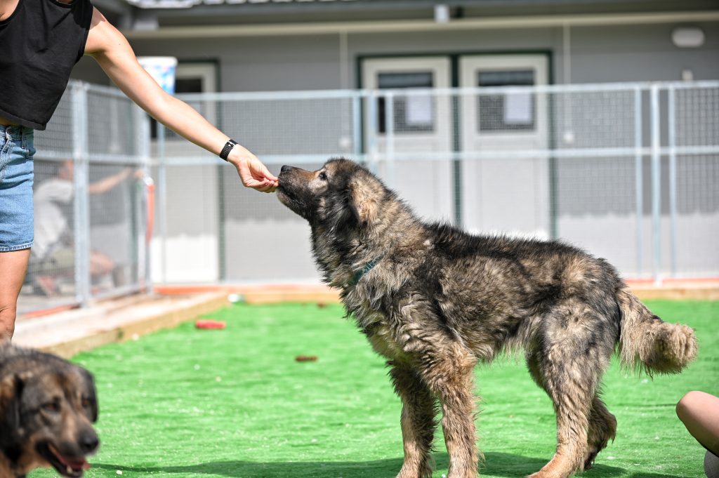 Toto rescue dog rescue
