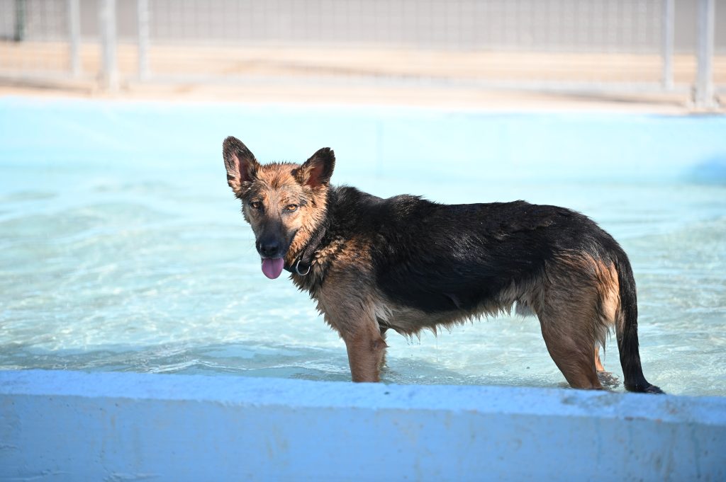 Vučko rehome adopt a pet