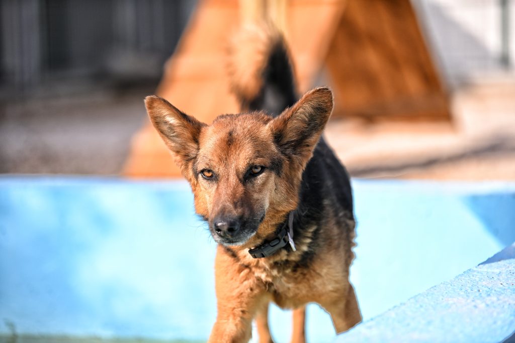 Vučko rehome adopt a pet