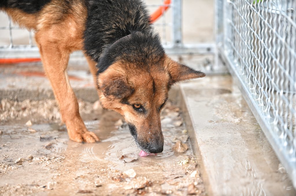 Vučko rehome adopt a pet