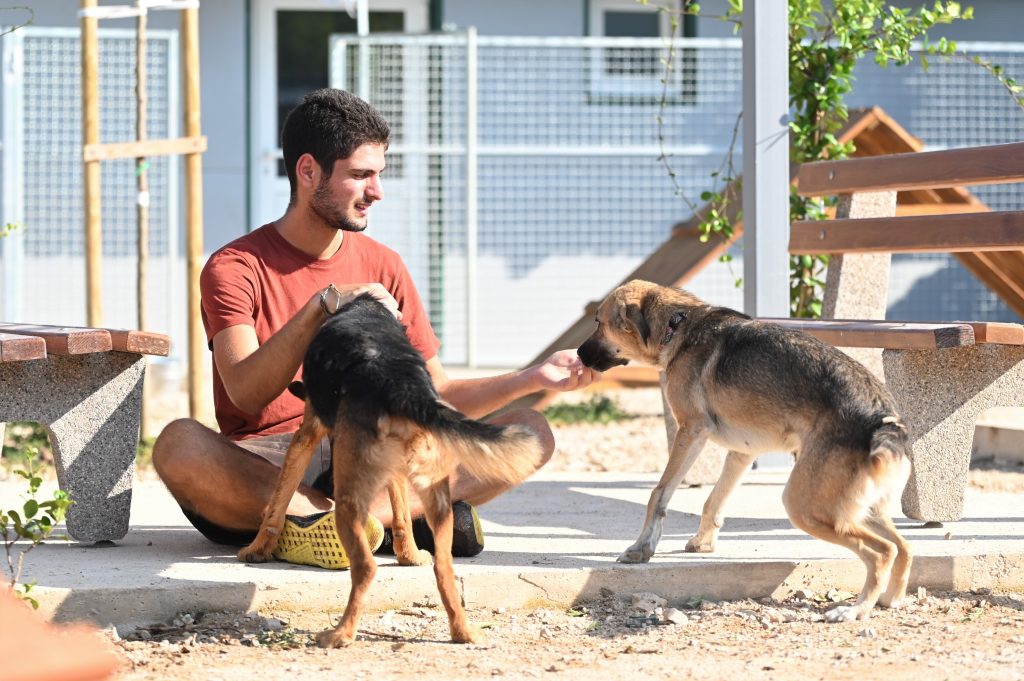 Vučko rehome adopt a pet