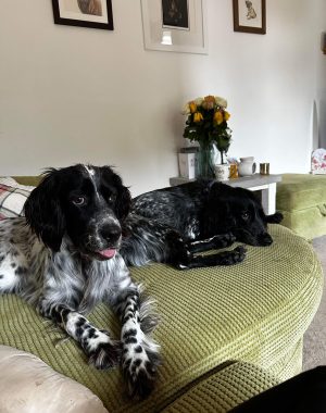 stella dogs